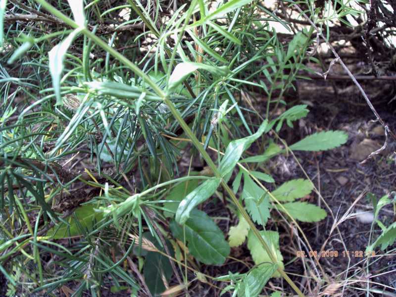 Centaurium erythraea